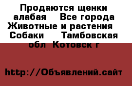 Продаются щенки алабая  - Все города Животные и растения » Собаки   . Тамбовская обл.,Котовск г.